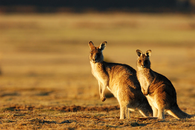 Deux kangourous - Australie