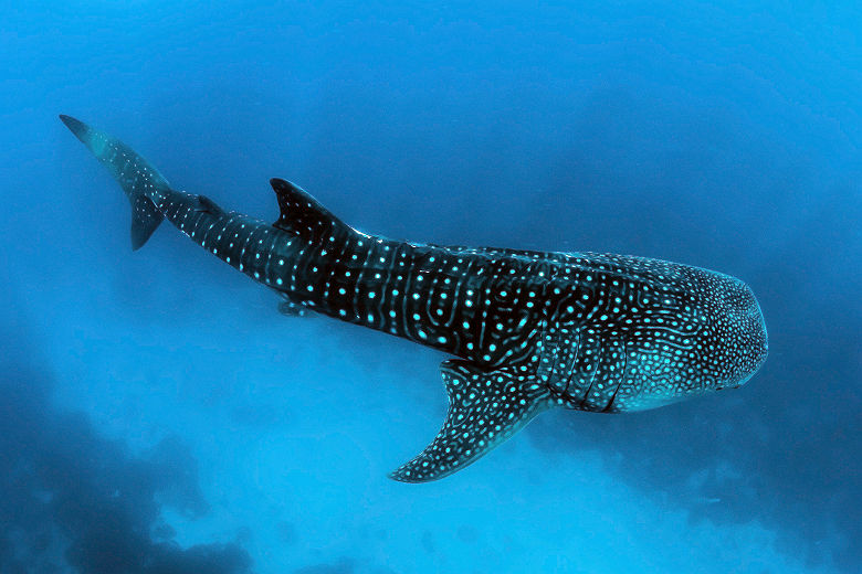 Requin baleine à Ningaloo Reef