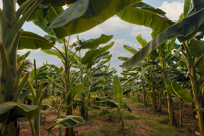 Plantations de bananes en Australie