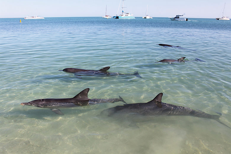 Dauphins, Monkey Mia - Tourism Australia