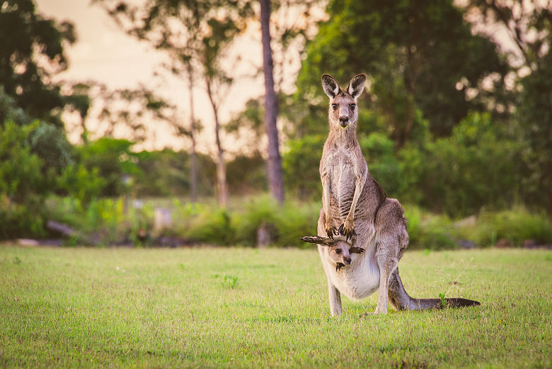Portrait d'un kangourou et son petit - Australie