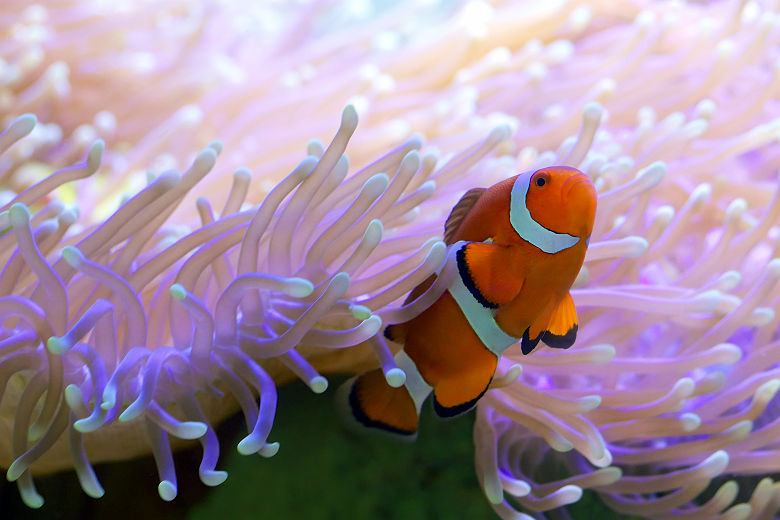 Poisson clown dans une anémone - Australie