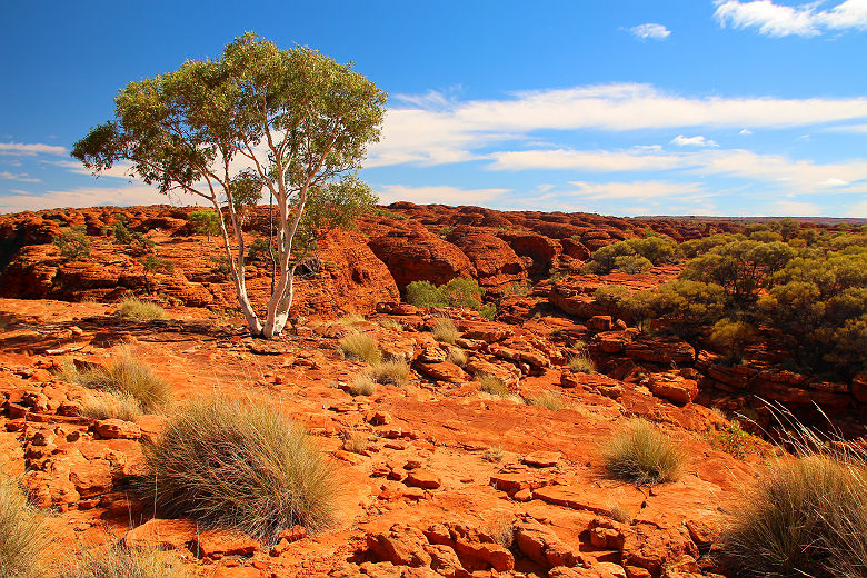 Kings Canyon (Parc National Watarrka), Petermann - Australie