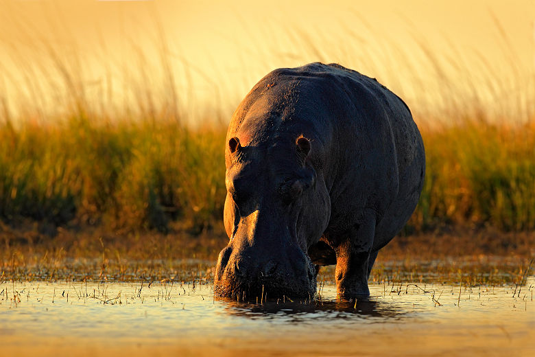 Hippopotame dans le Parc national de Chobe - Botswana