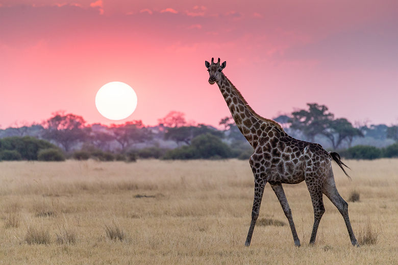 Girafe à Savuti dans le Parc National de Chobe - Botswana