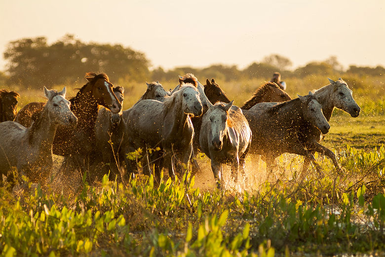 Chevaux du Pantanal - Brésil