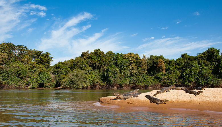 Crocodiles sur les rives de la rivière Cuiaba - Brésil