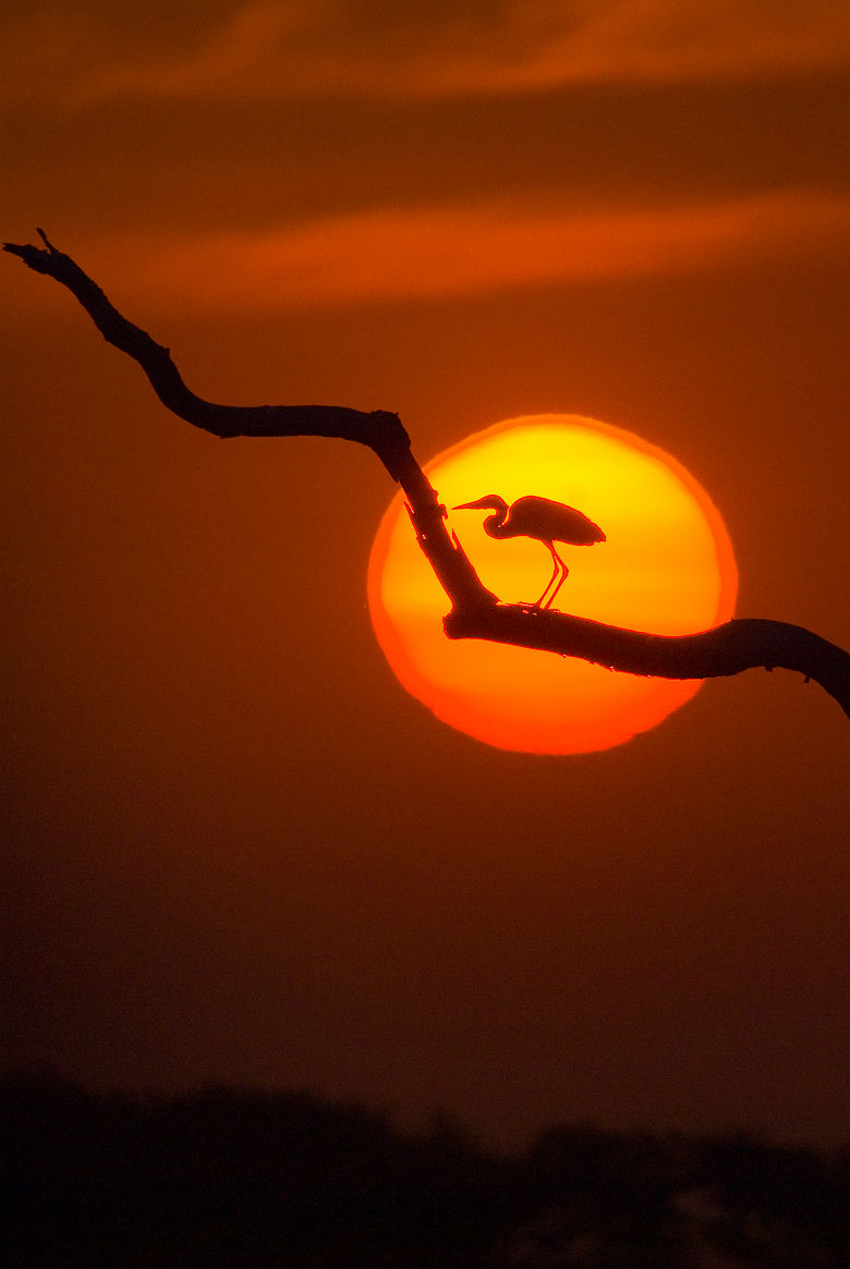 Coucher de soleil derrière une aigrette dans le Pantanal - Brésil