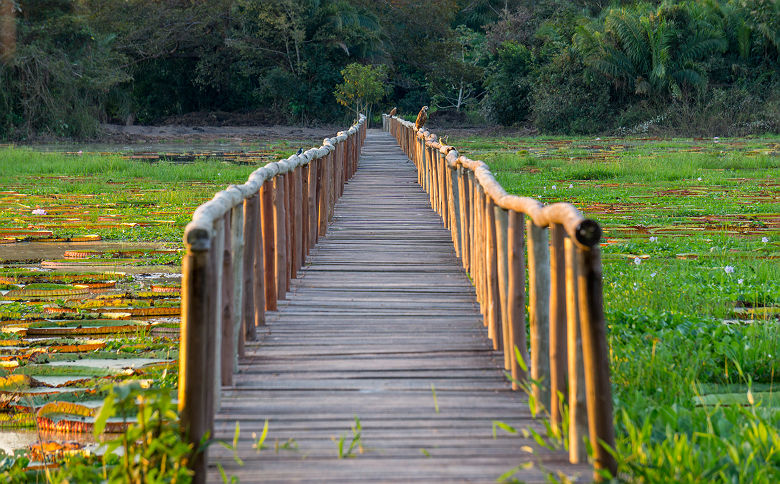 Passerelle en bois au dessus des nénuphars du Pantanal - Brésil