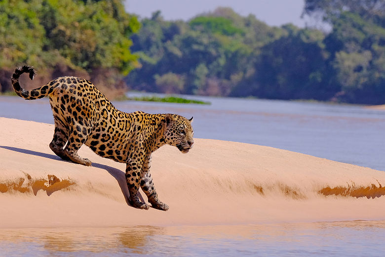 Jaguar près de la rivière Cuiaba - Brésil