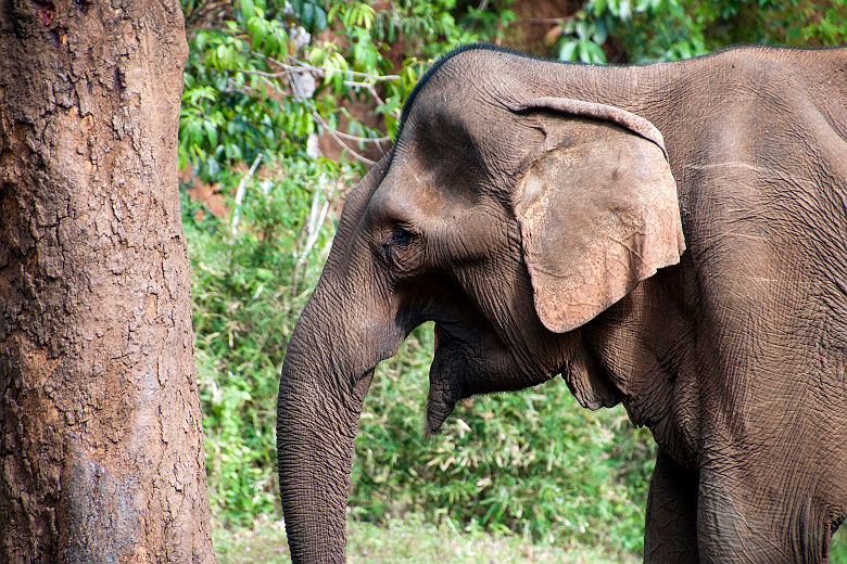 Portrait d'un éléphant - Cambodge