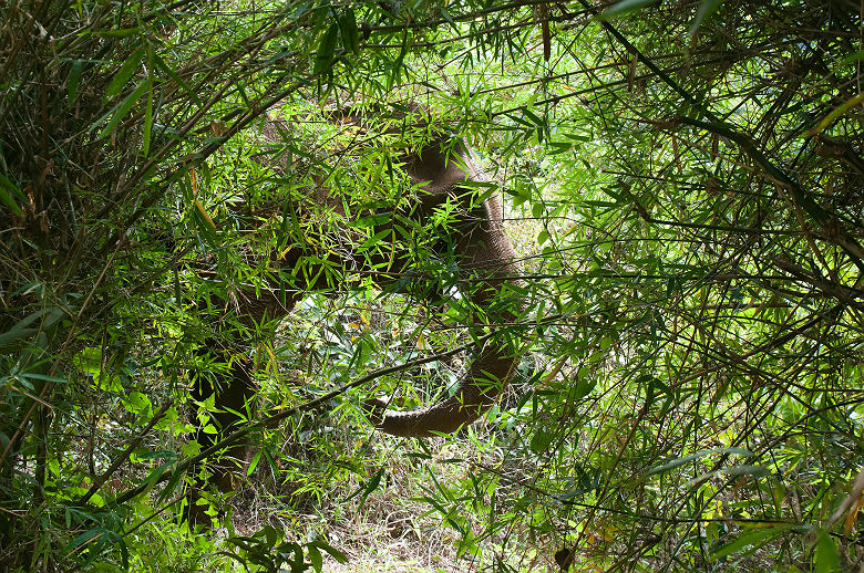 Elephant caché dans la forêt de bambou - Cambodge