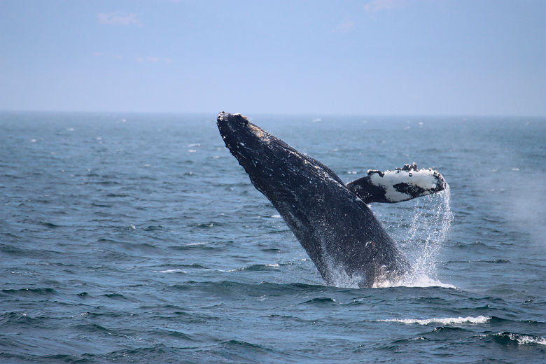 Baleine_Vancouver_Prince of Whales whale watching tours