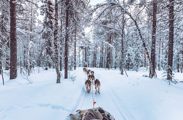 Chiens de traineau au Canada