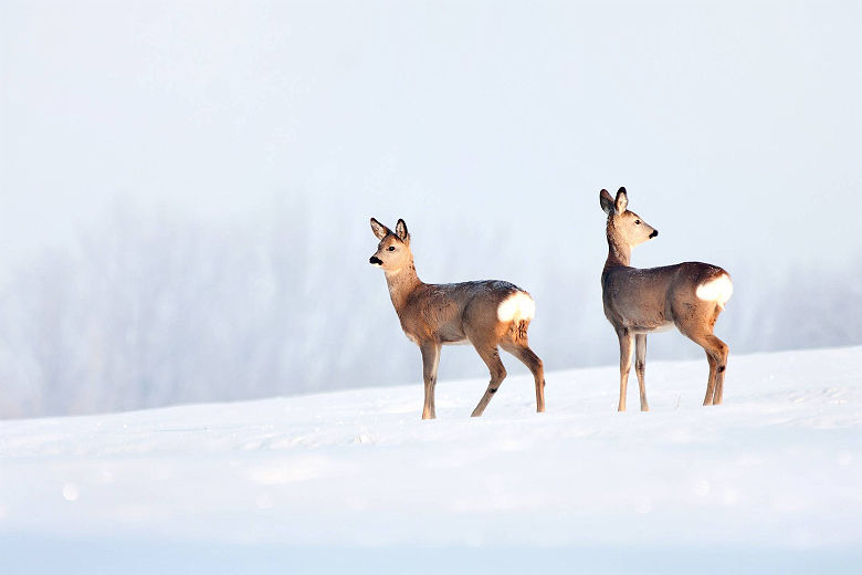 Chevreuils au Canada