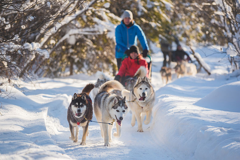 Chiens de Traineau (c) TOURISME QUÉBEC, Francis Gagnon