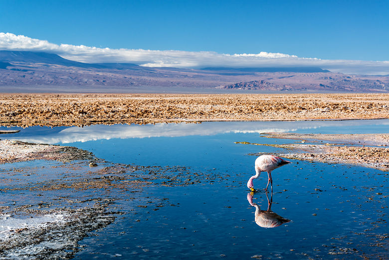 Chili- Portrait d'un flamant rose au lac de Chaxa