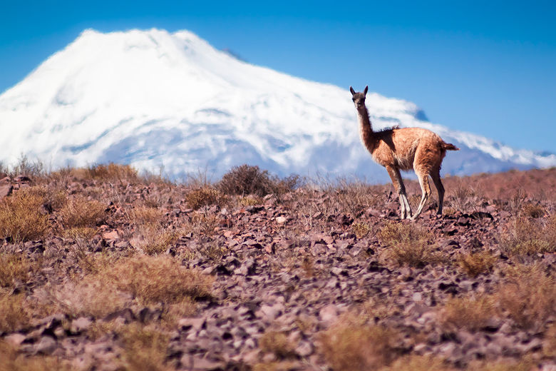 Chili (Calama, Région d'Antofagasta) - Vigogne dans les montagnes