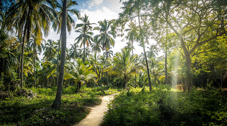 Foret de palmiers - Tayrona Park