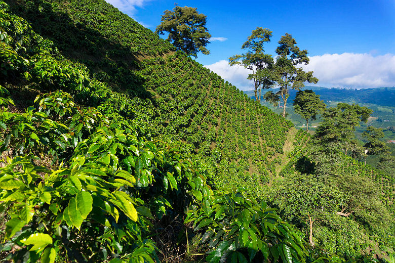 Région du café en Colombie
