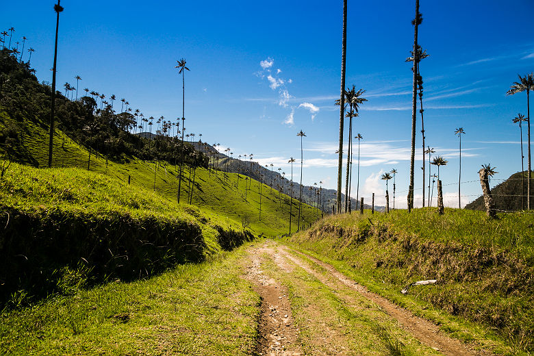 Colombie - Vallée Cocora près de Salento