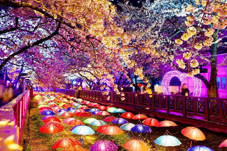 Illumination des fleurs de cerisier à Busan - Corée du Sud