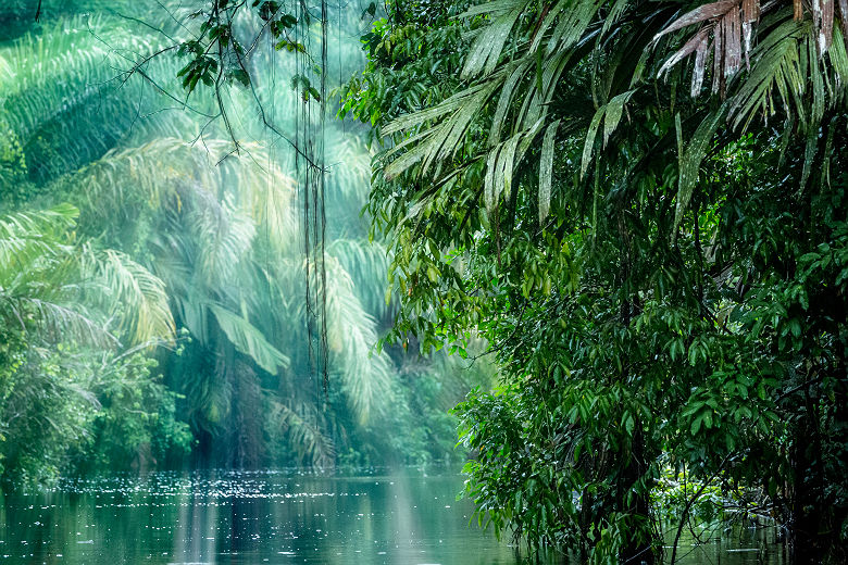 Costa Rica - Forêt tropicale