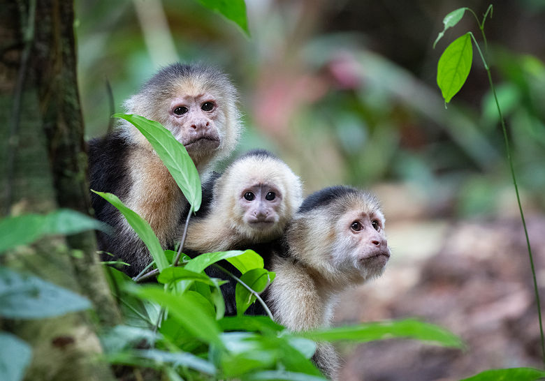 Famille de capucins dans le parc de Tortuguero