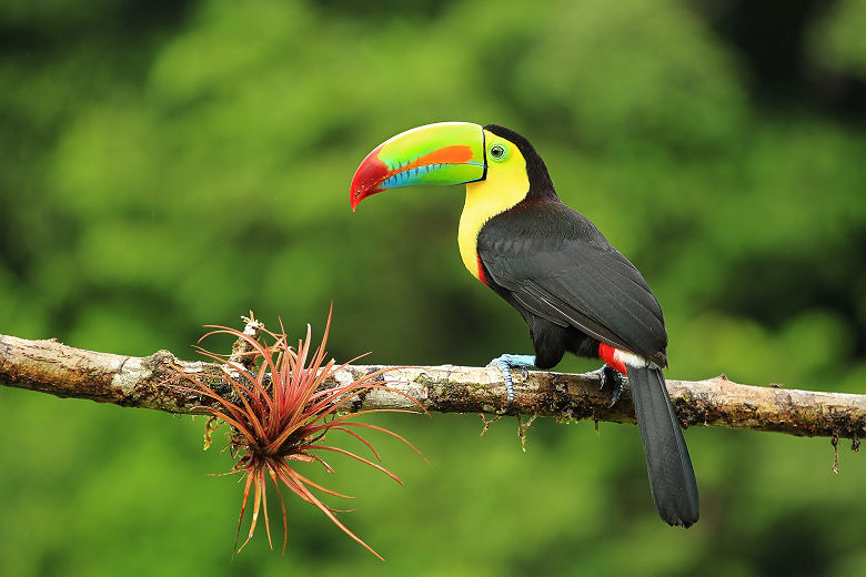 Portrait d'un toucan tropical dans la jungle