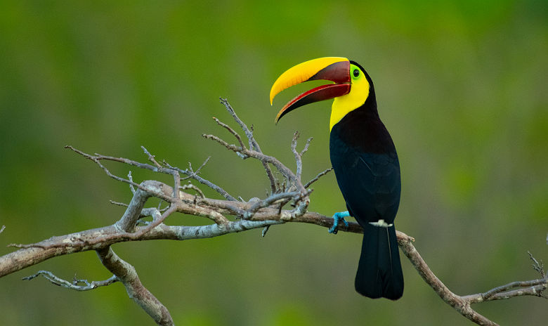 Portrait d'un Toucan - Costa Rica