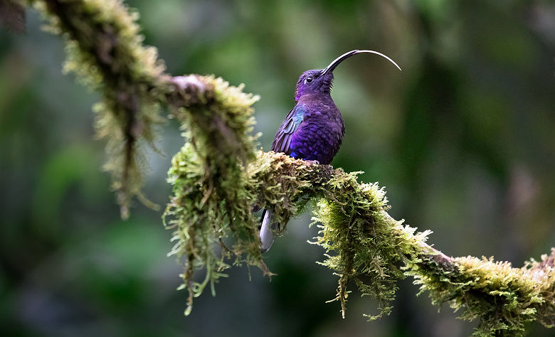 Campyloptère violet - Costa Rica