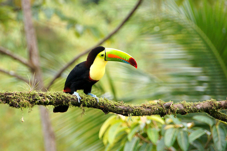 Toucan - Costa Rica