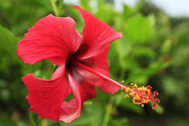 Fleur du Costa Rica