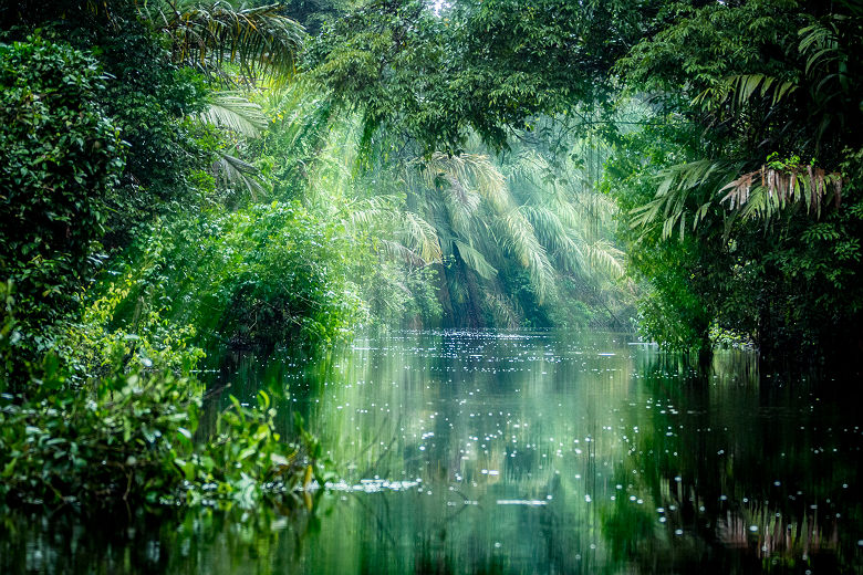 Forêt tropicale au Tortuguero National Park - Costa Rica