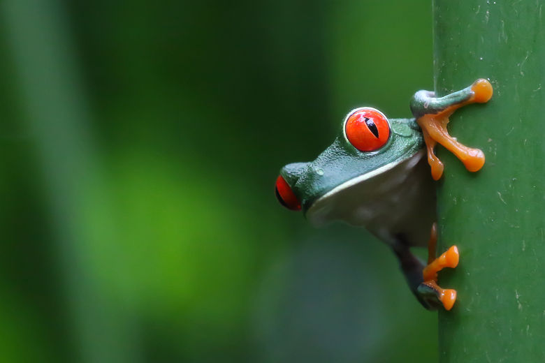 Nicaragua - Portrait d'une rainette aux yeux rouge dans une forêt tropicale