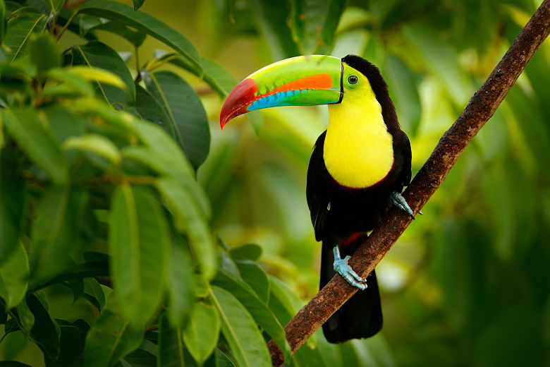Costa Rica - Portrait d'un toucan tropical dans la jungle