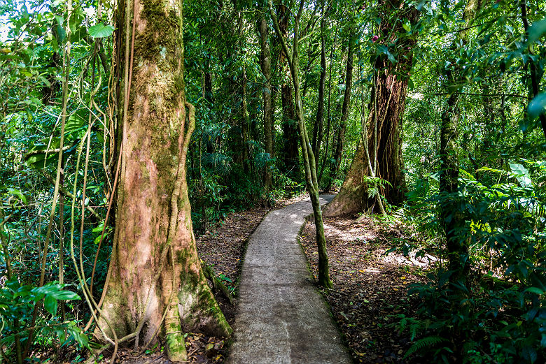 Costa Rica - Sentier traversant la réserve biologique de Monteverde