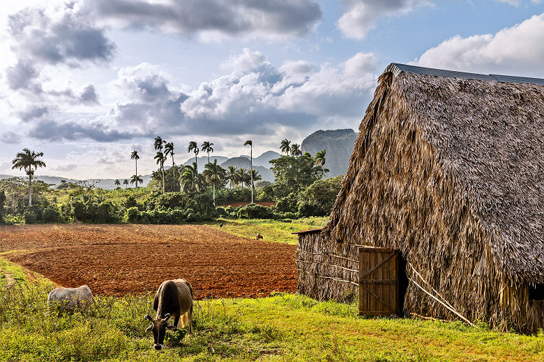 Plantation de tabac dans la vallée de Vinales - Cuba