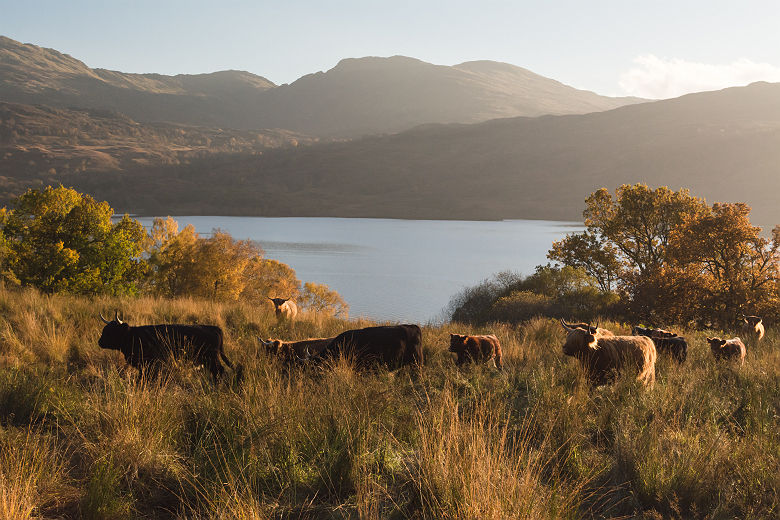 Highland cattle (= vaches à cheveux) près du Loch Katrine - Ecosse, Royaume-Uni