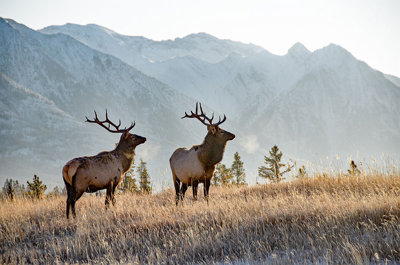 Canada - Portrait de deux cerfs se nourrissant au parc national Banff