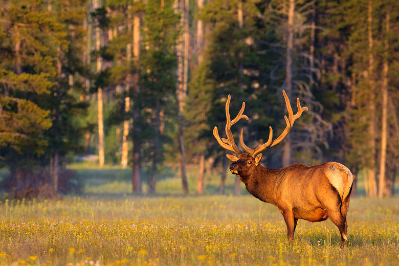 Parc National de Yellowstone - Portrait d'un cerf