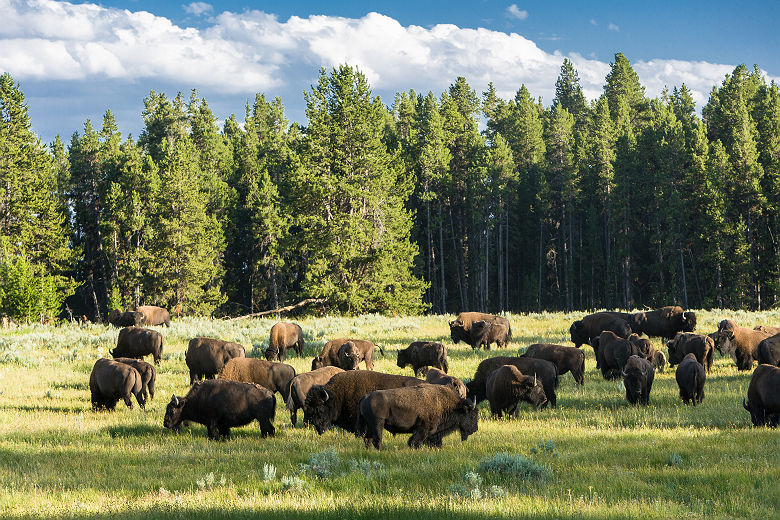 Parc National Yellowstone - Troupeau de bisons dans la prairie