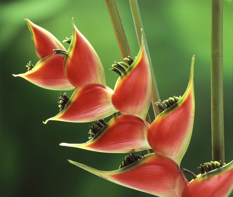 Hawaï - Fleur Heliconia