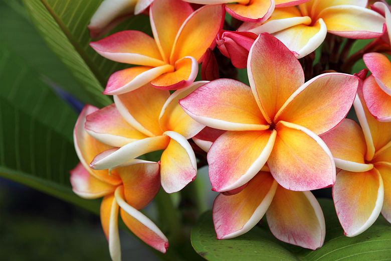 Hawaï - Fleur plumeria