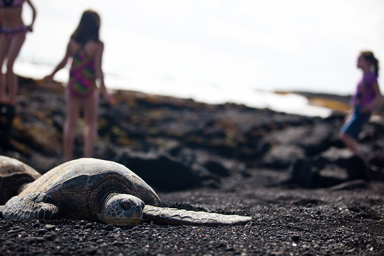 HTA / Tor Johnson - tortue sur plage de sable noir
