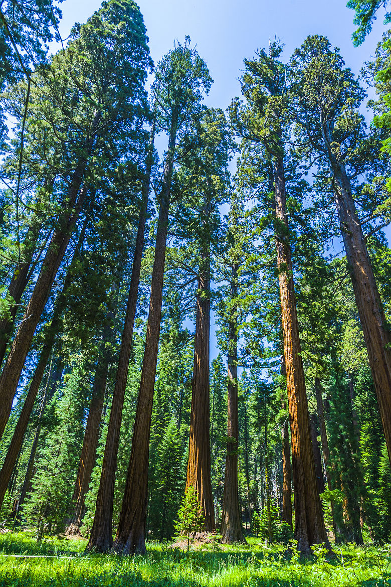 Sequoia National Park - Etats Unis