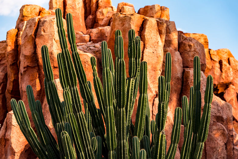 Etats-Unis - Saguaro cactus à Phoenix