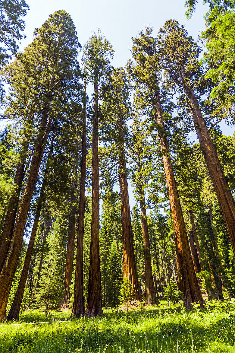 Sequoia National Park en Californie, Etats Unis