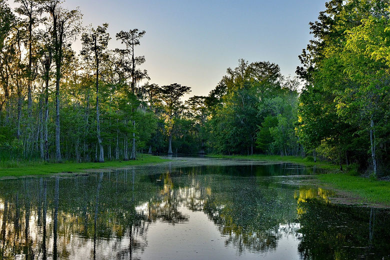 Louisiana Bayou illuminated by evening sunlight. This picture was taken of Bayou Black in Houma