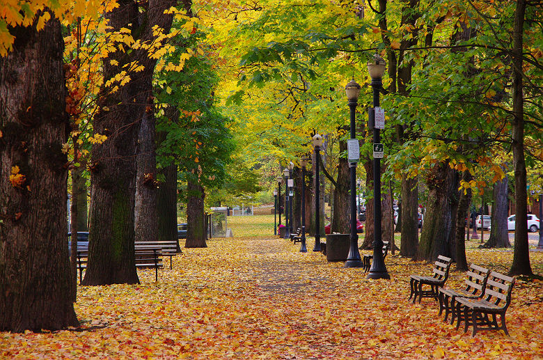 Oregon - Allées du parc SW ave recouvertes de feuilles mortes à Portland